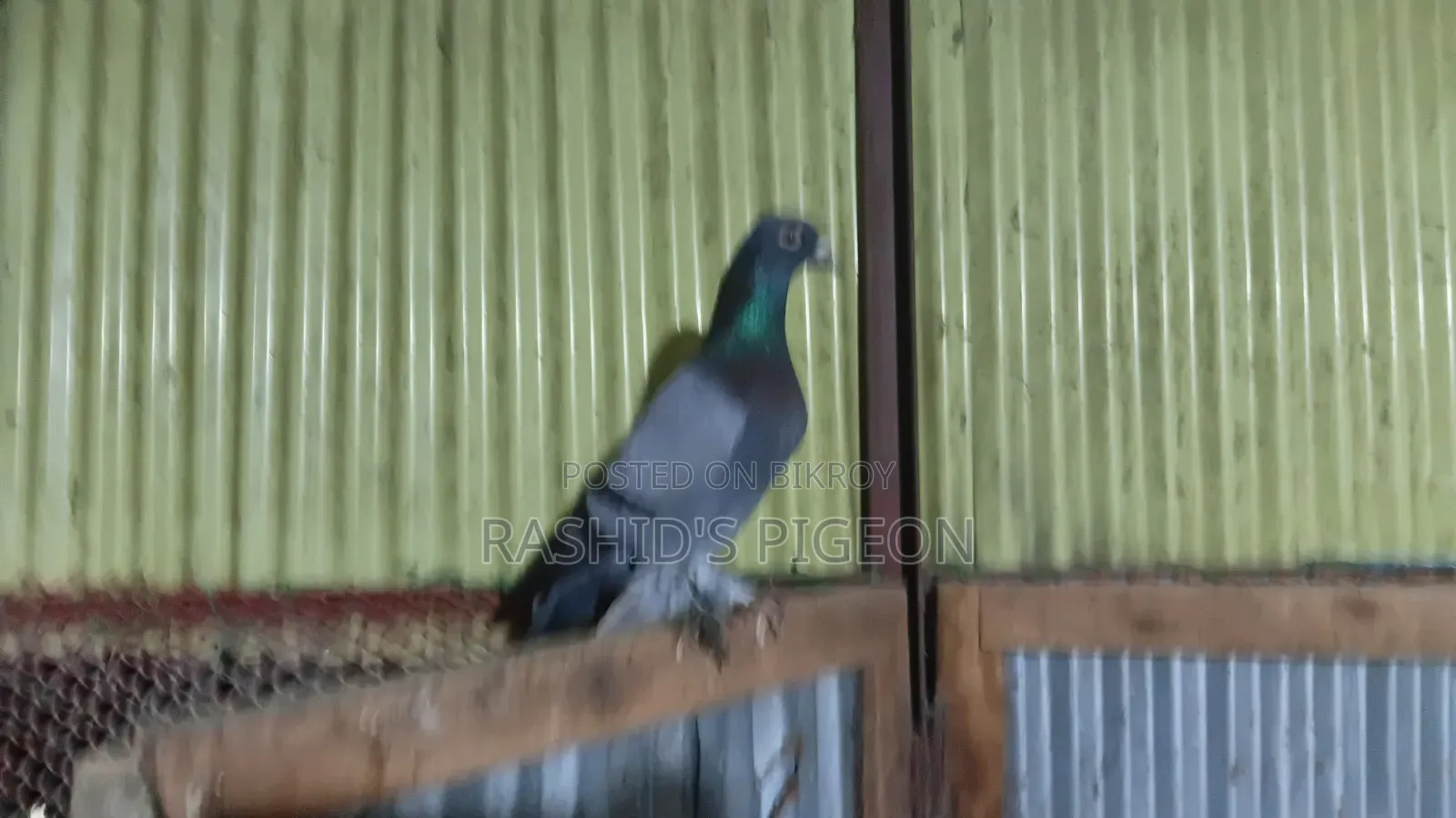 Pigeons for Sale