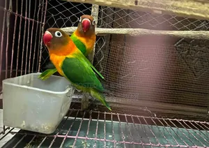 Lovebird Sell