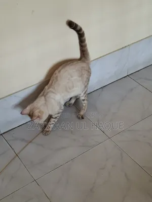 ৬-১২ মাসের স্ত্রী বিশুদ্ধ জাতের বেঙ্গল