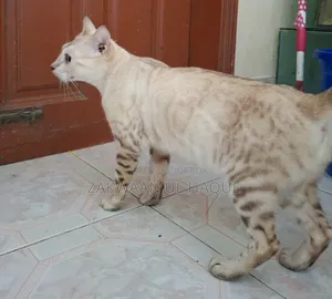 ৬-১২ মাসের স্ত্রী বিশুদ্ধ জাতের বেঙ্গল