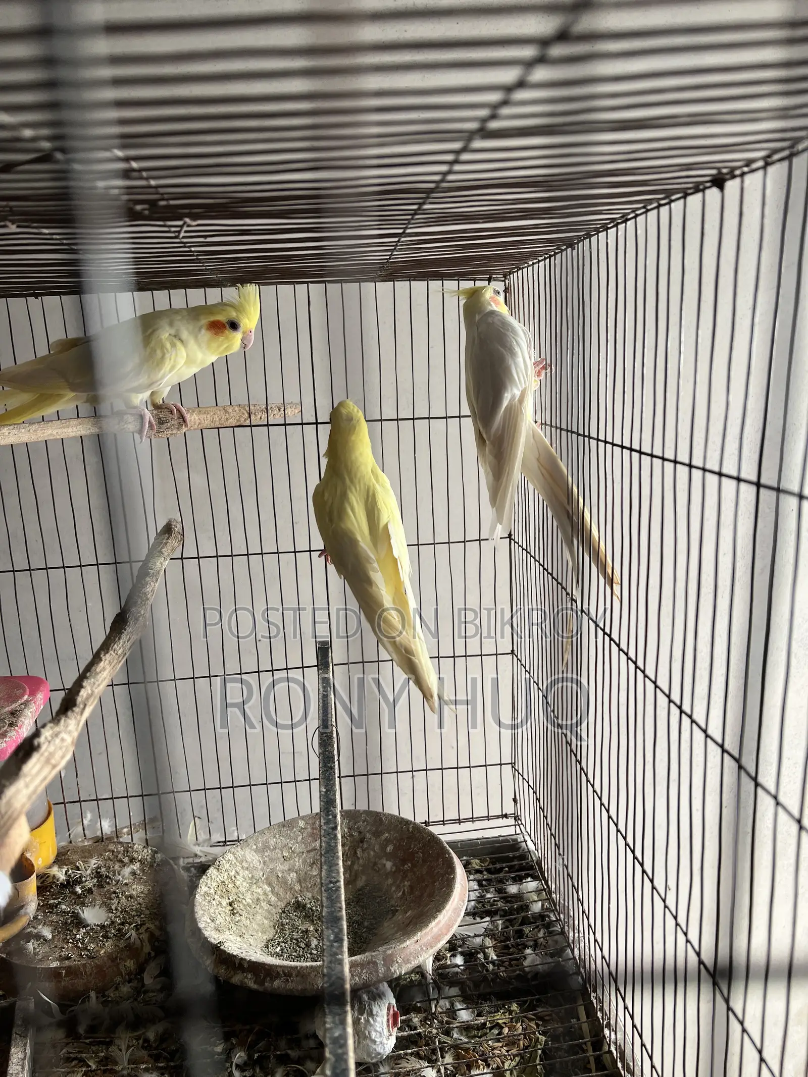 Cockatiel Lutino and Albino Running