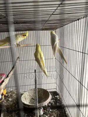 Cockatiel Lutino and Albino Running