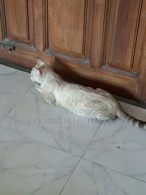 ৬-১২ মাসের স্ত্রী বিশুদ্ধ জাতের বেঙ্গল