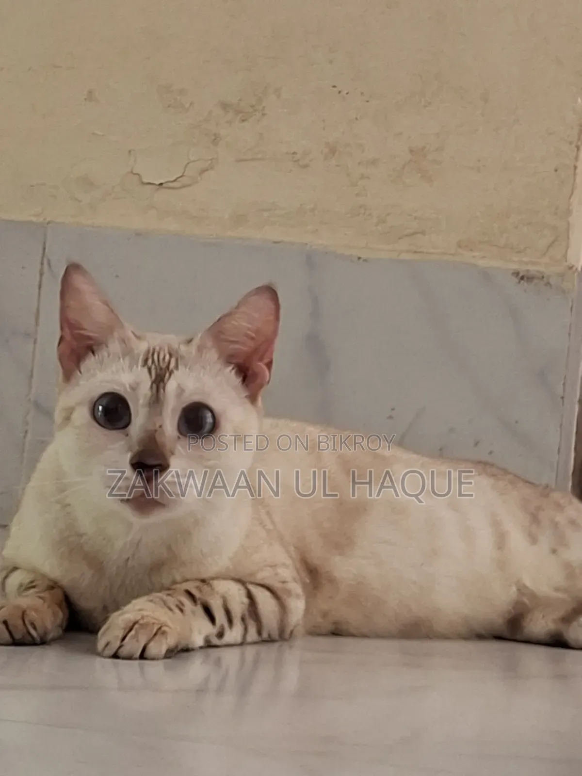 ৬-১২ মাসের স্ত্রী বিশুদ্ধ জাতের বেঙ্গল