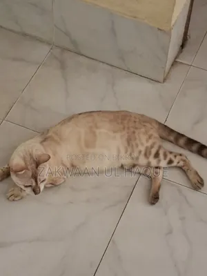 ৬-১২ মাসের স্ত্রী বিশুদ্ধ জাতের বেঙ্গল