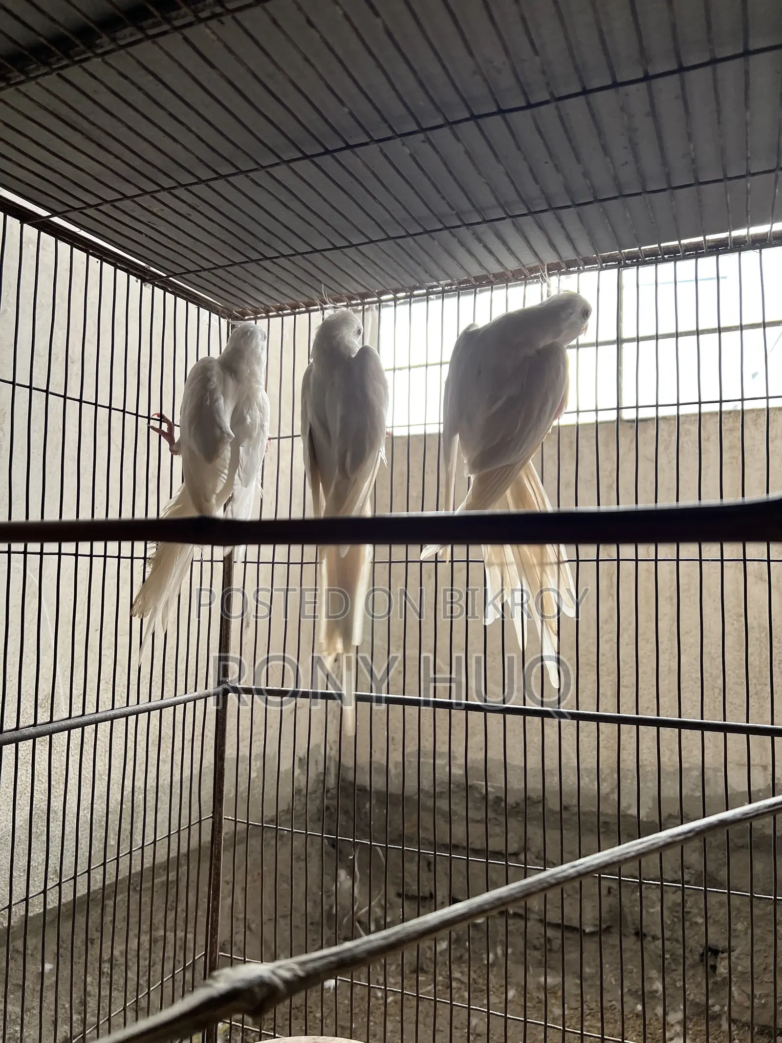 Cockatiel Lutino and Albino Running