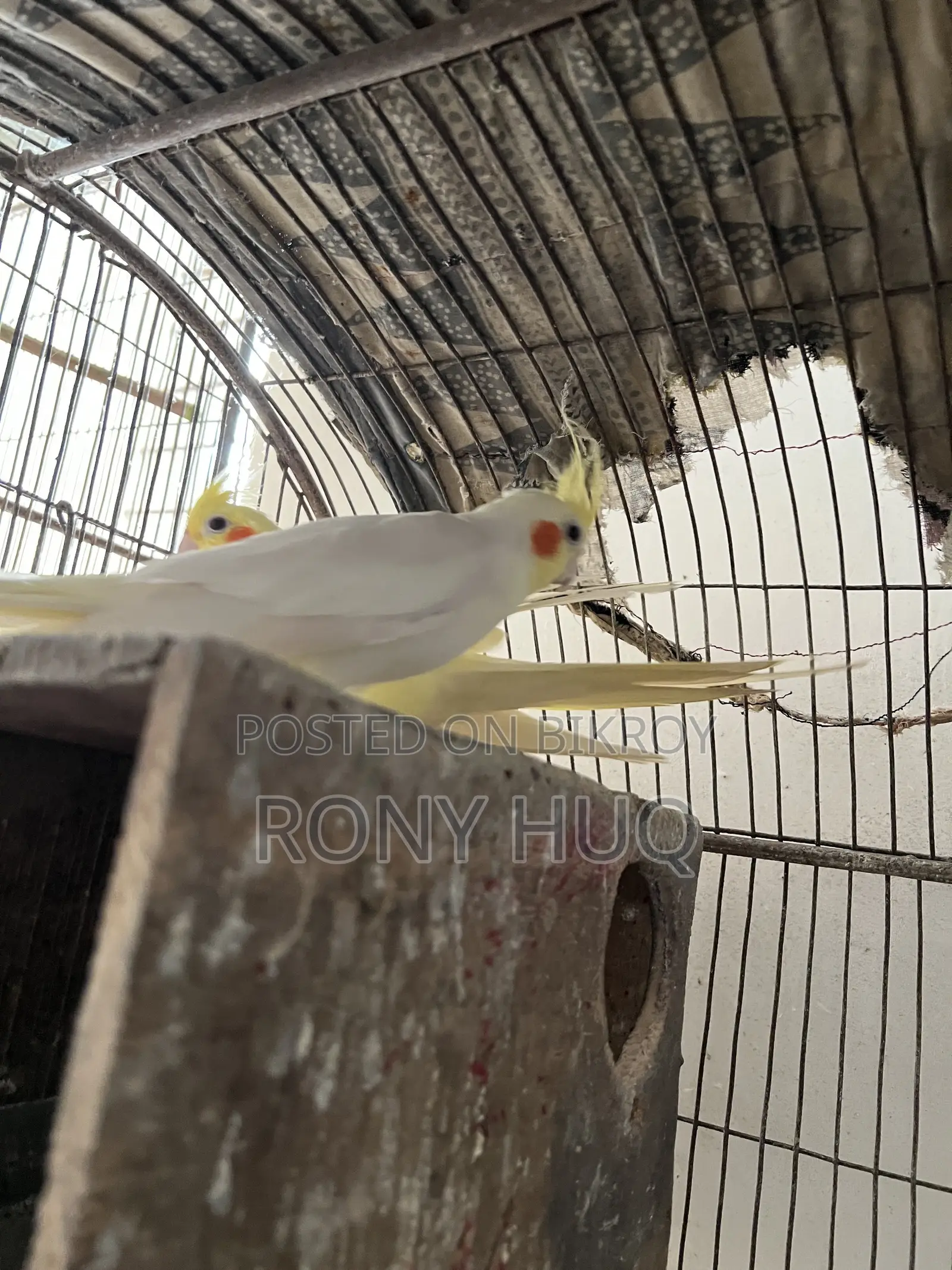 Cockatiel Lutino and Albino Running
