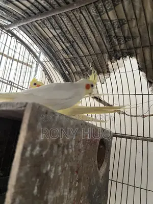 Cockatiel Lutino and Albino Running