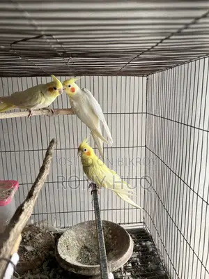 Cockatiel Lutino and Albino Running