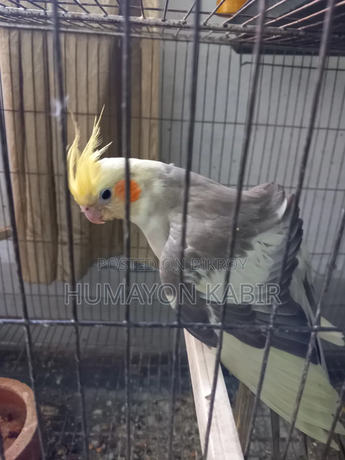 Cockatiel Birds (Light Pied)