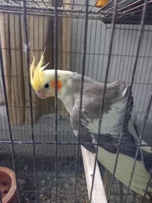 Cockatiel Birds (Light Pied)