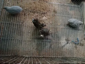 কিং কোয়েল
