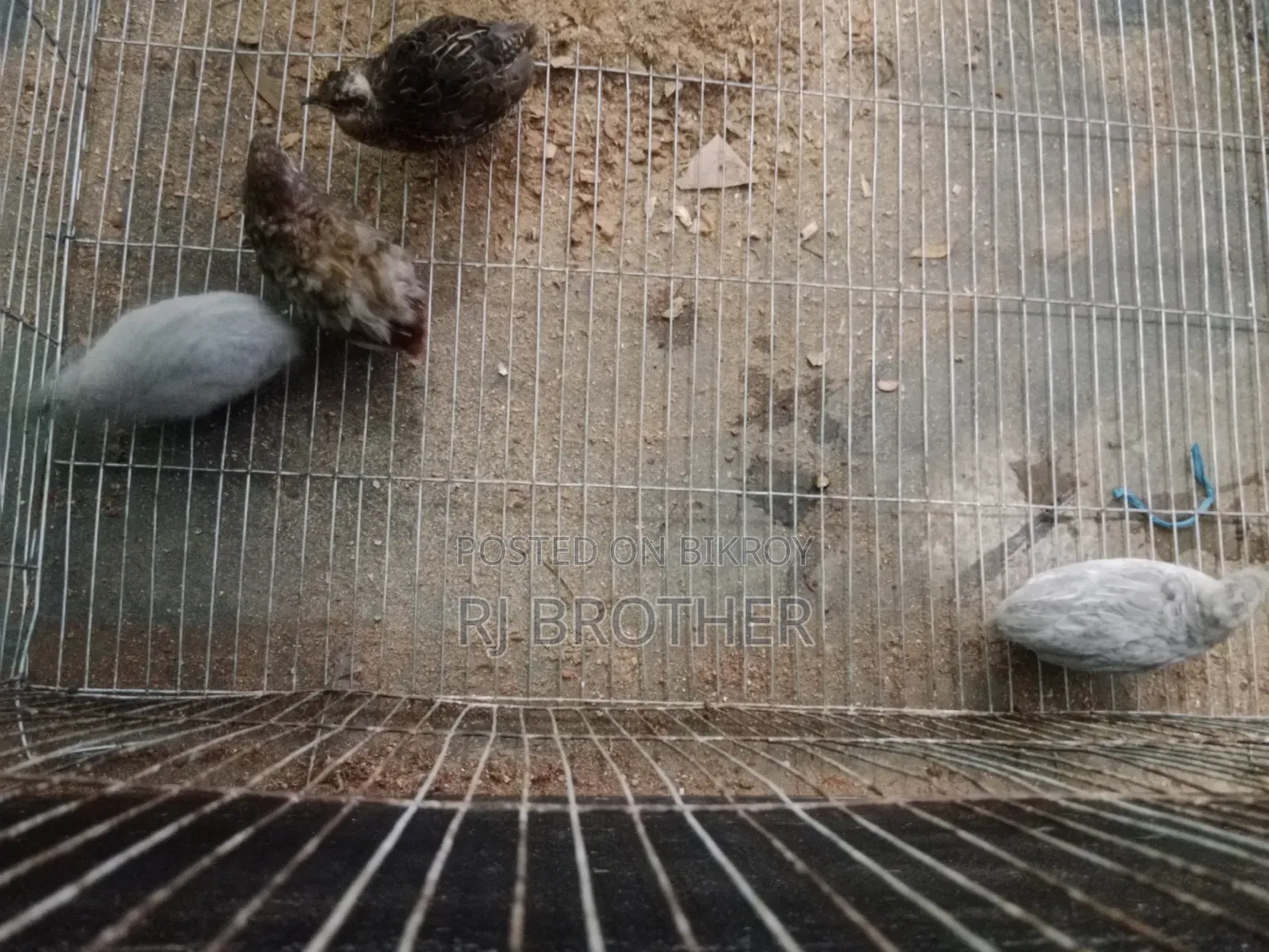 কিং কোয়েল