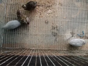 কিং কোয়েল