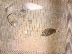 কিং কোয়েল