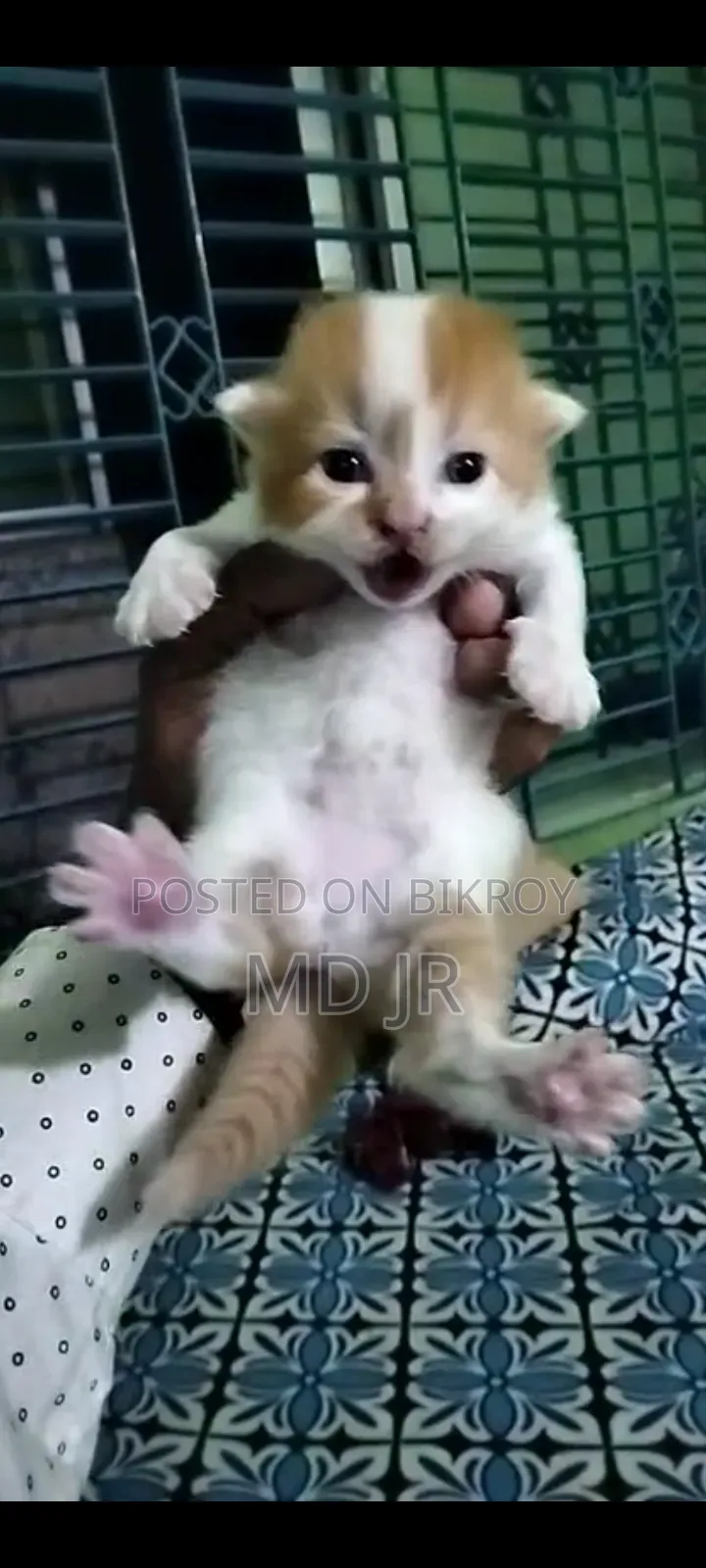 1-3 months Male Purebred Persian