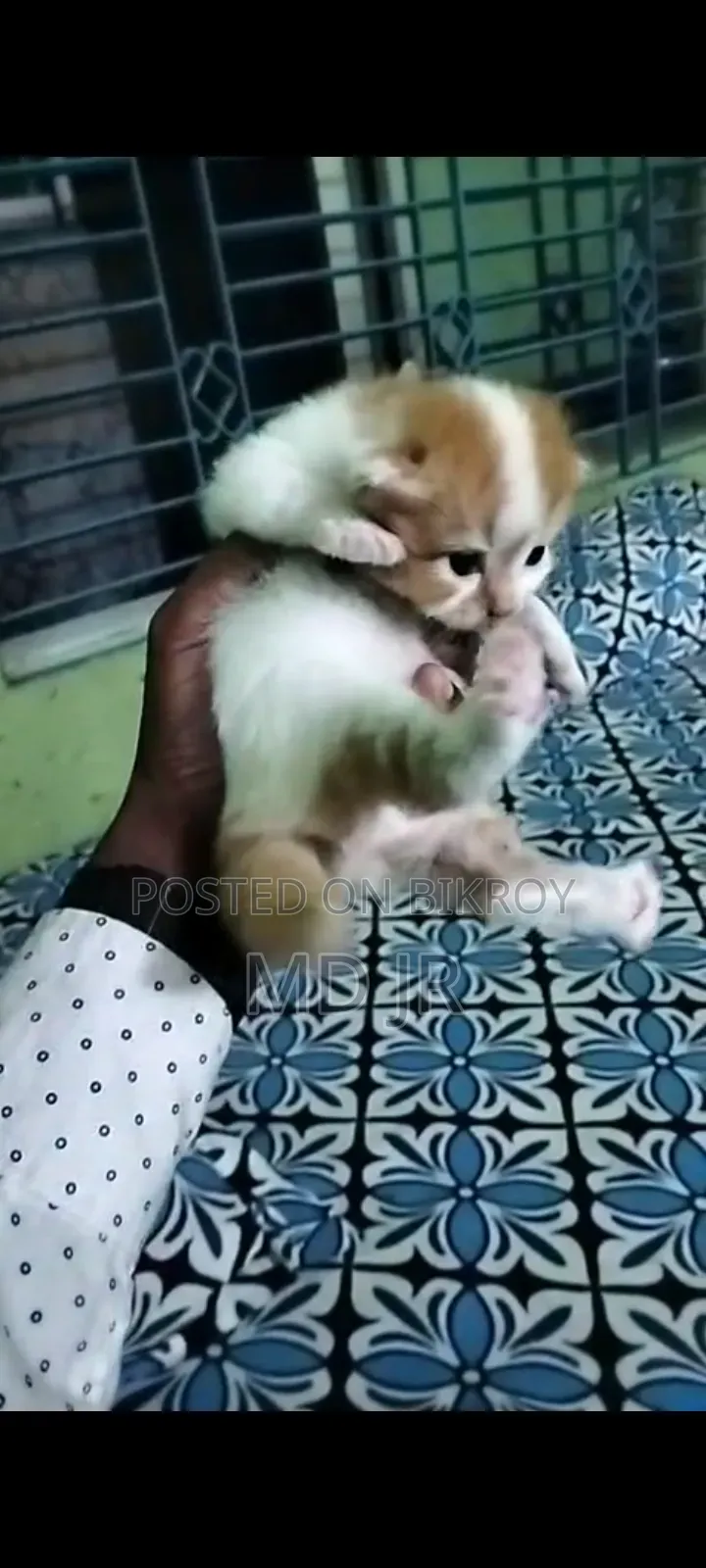 1-3 months Male Purebred Persian
