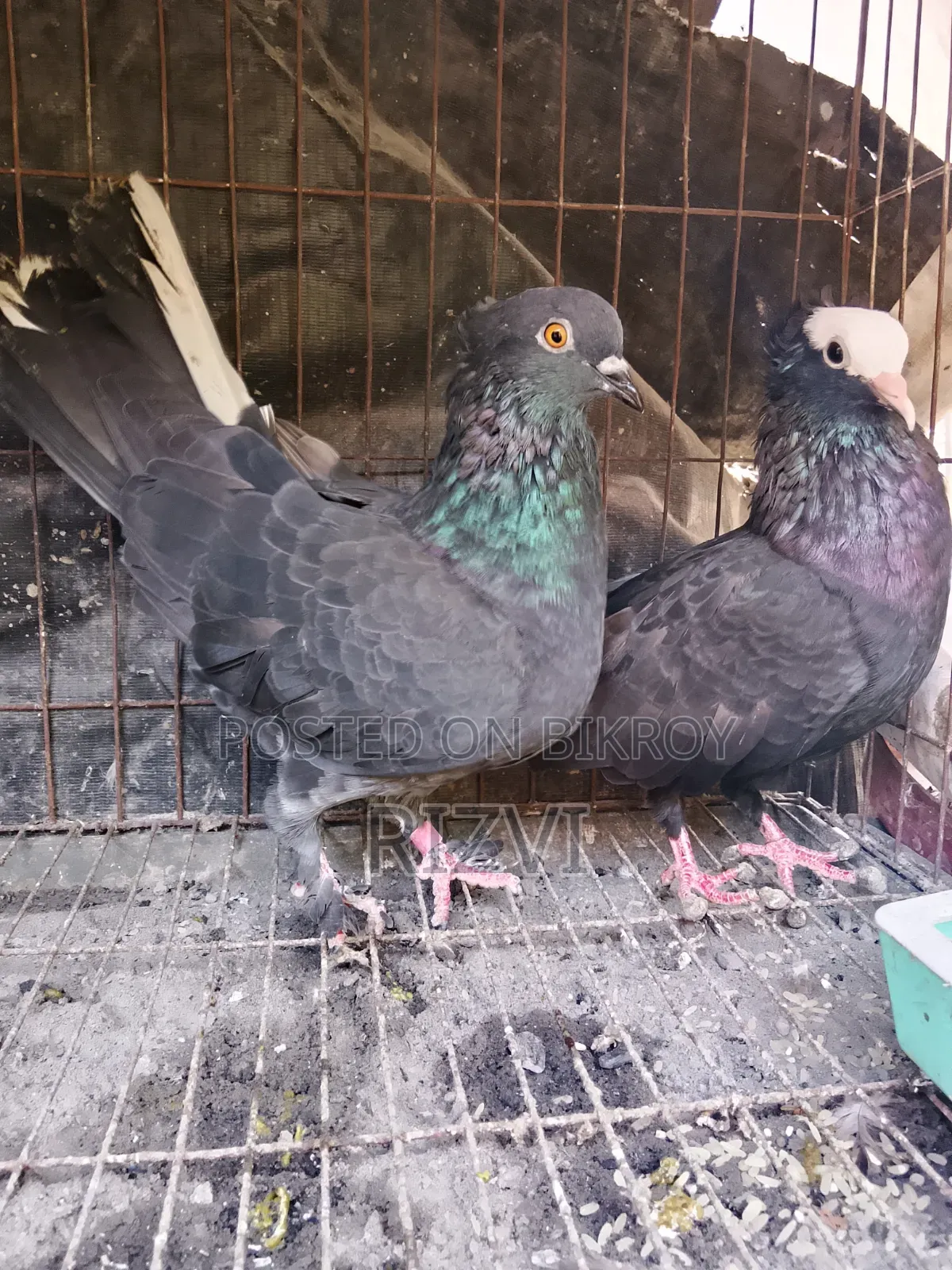 Mukhi and Giribaz Pigeons