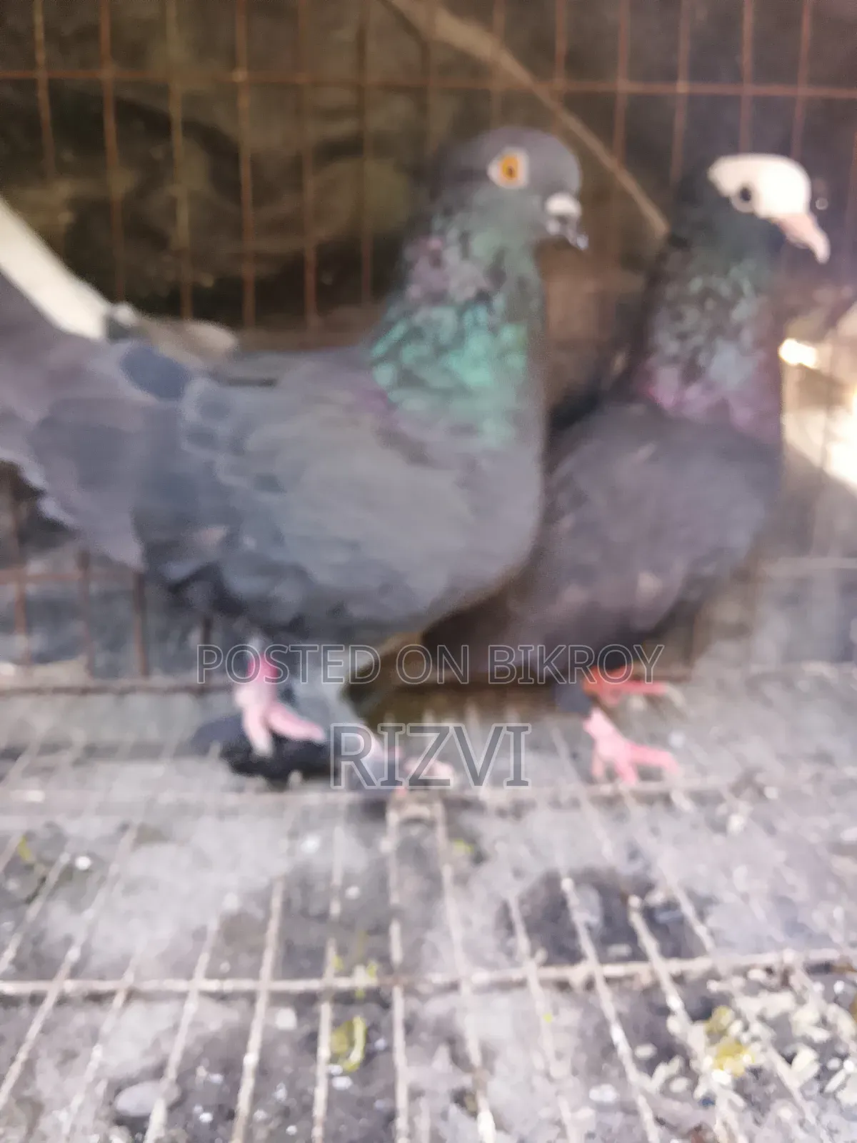 Mukhi and Giribaz Pigeons