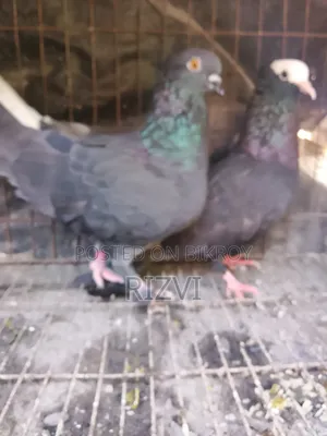 Mukhi and Giribaz Pigeons
