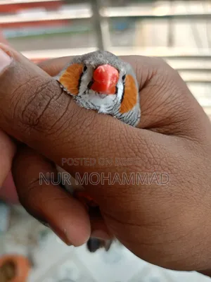 জেব্রা ফিঞ্চ