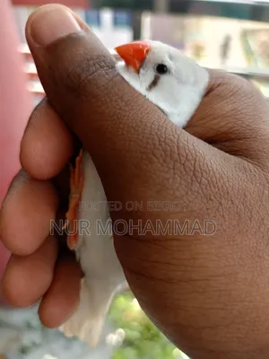 Zebra Finch