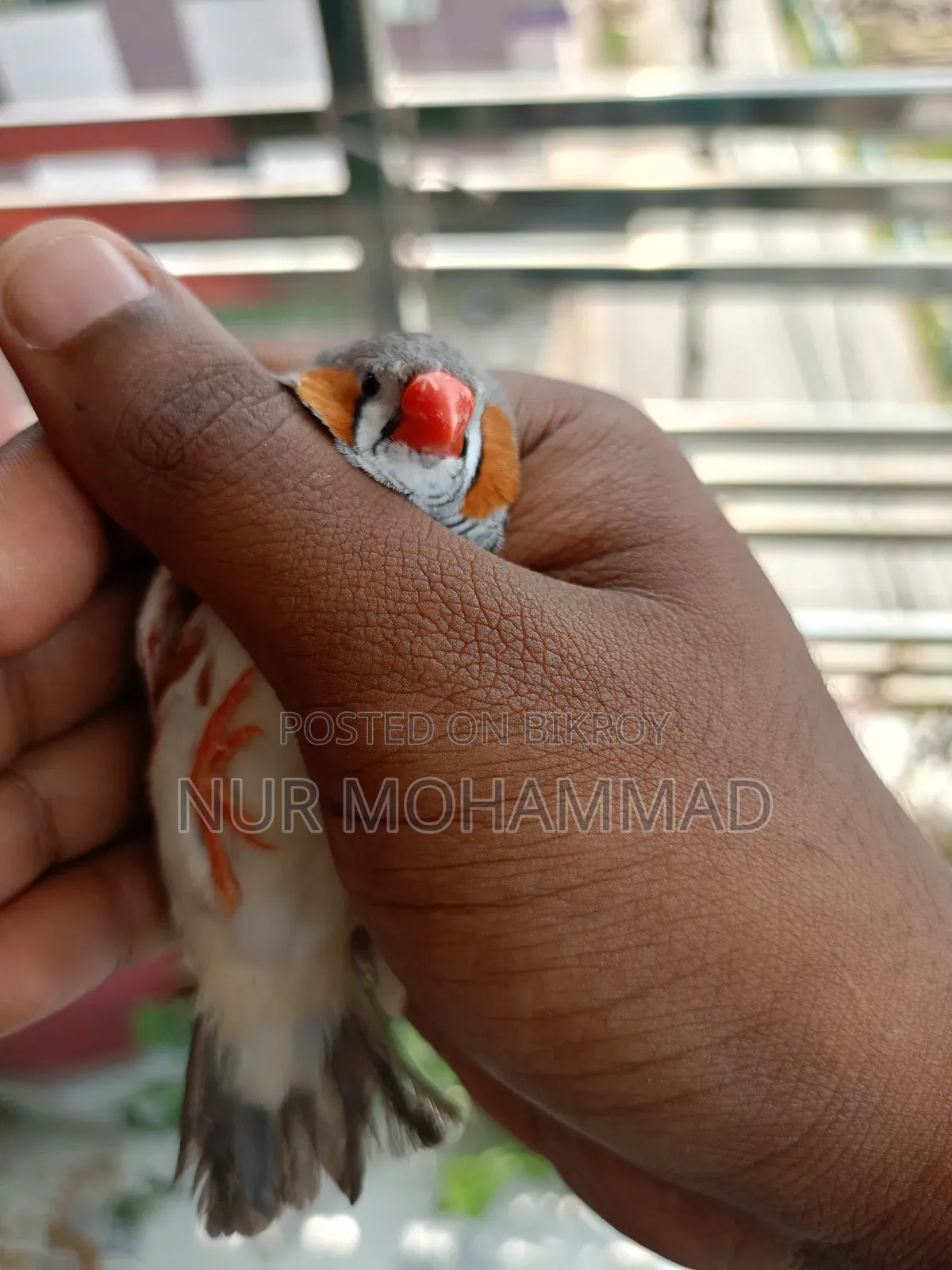 Zebra Finch