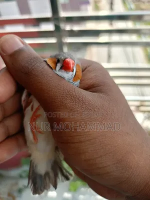 Zebra Finch
