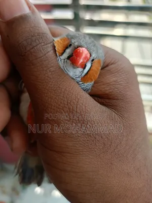 Zebra Finch