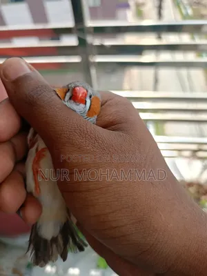 Zebra Finch