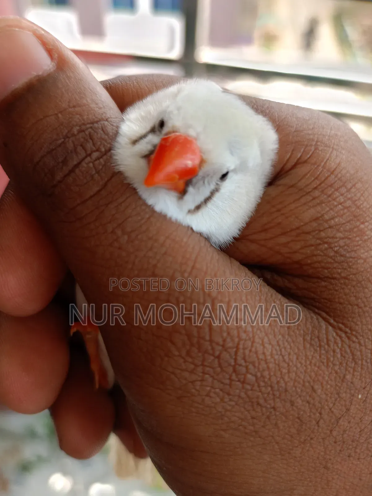 Zebra Finch