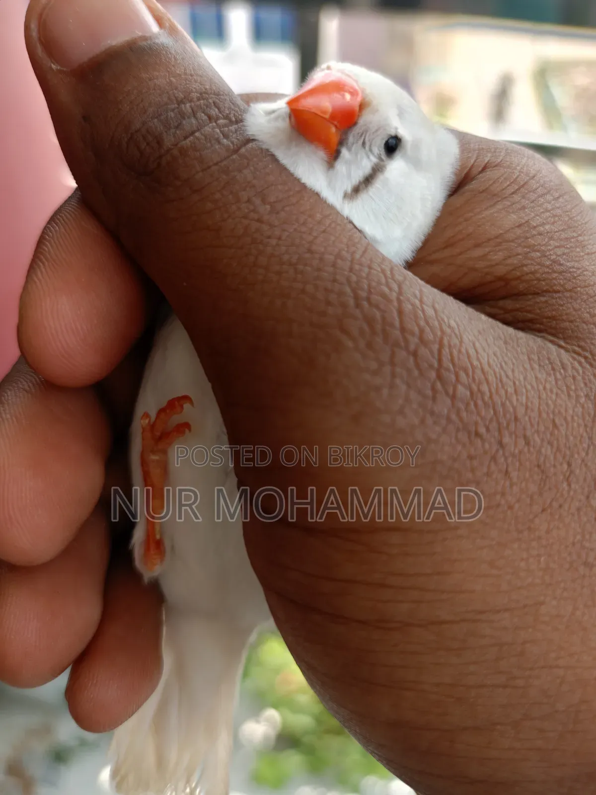 Zebra Finch