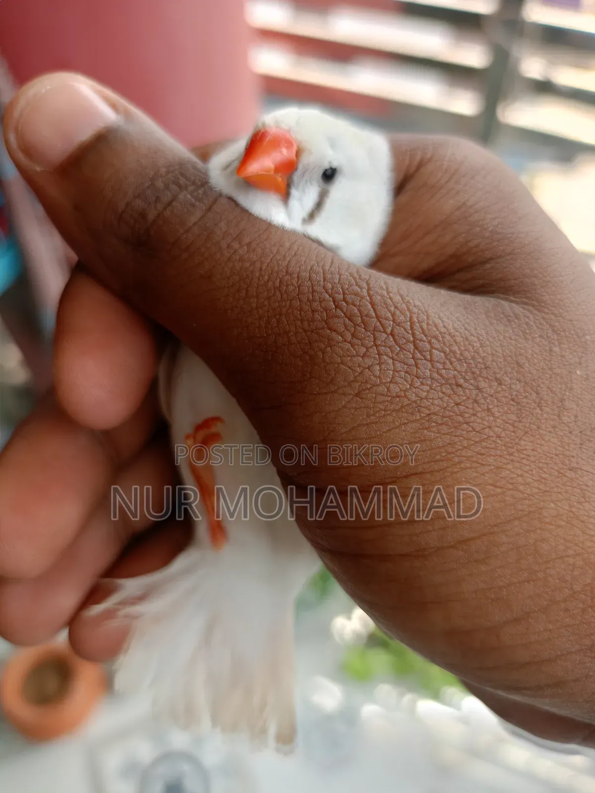 Zebra Finch