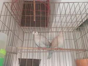 Australian Dove