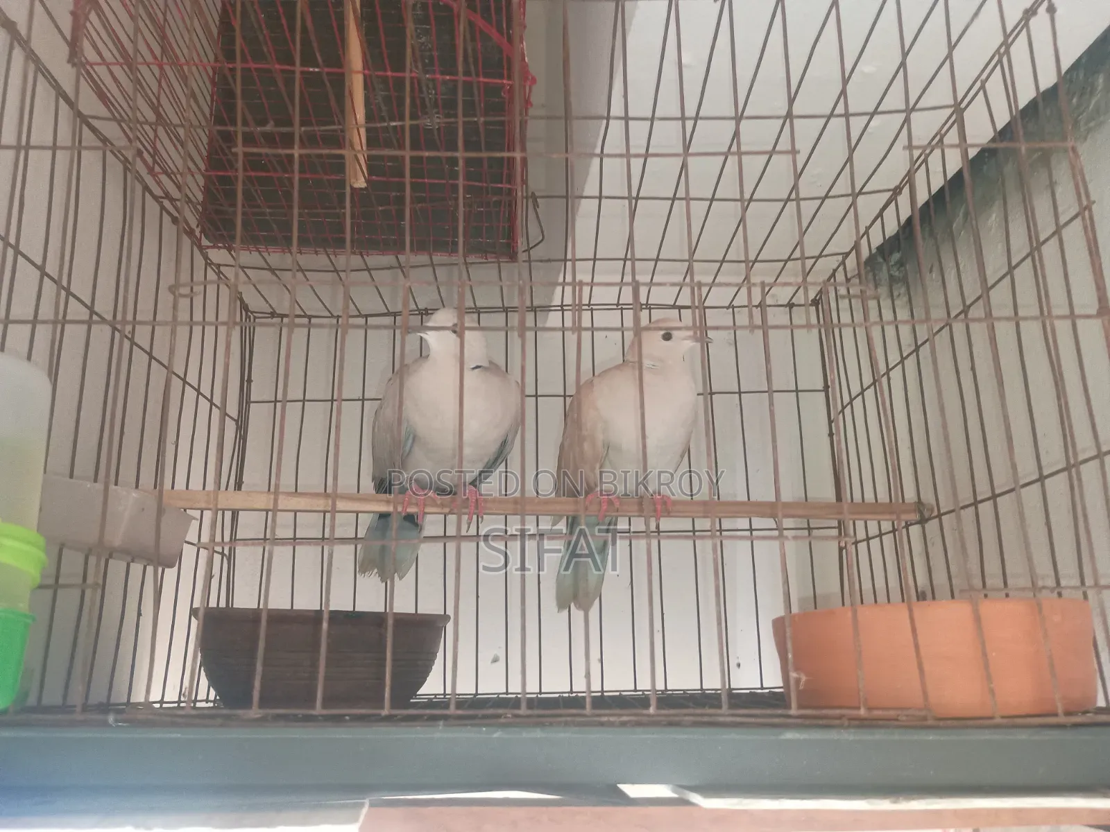 Australian Dove