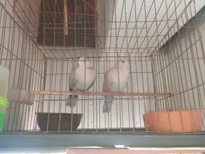 Australian Dove