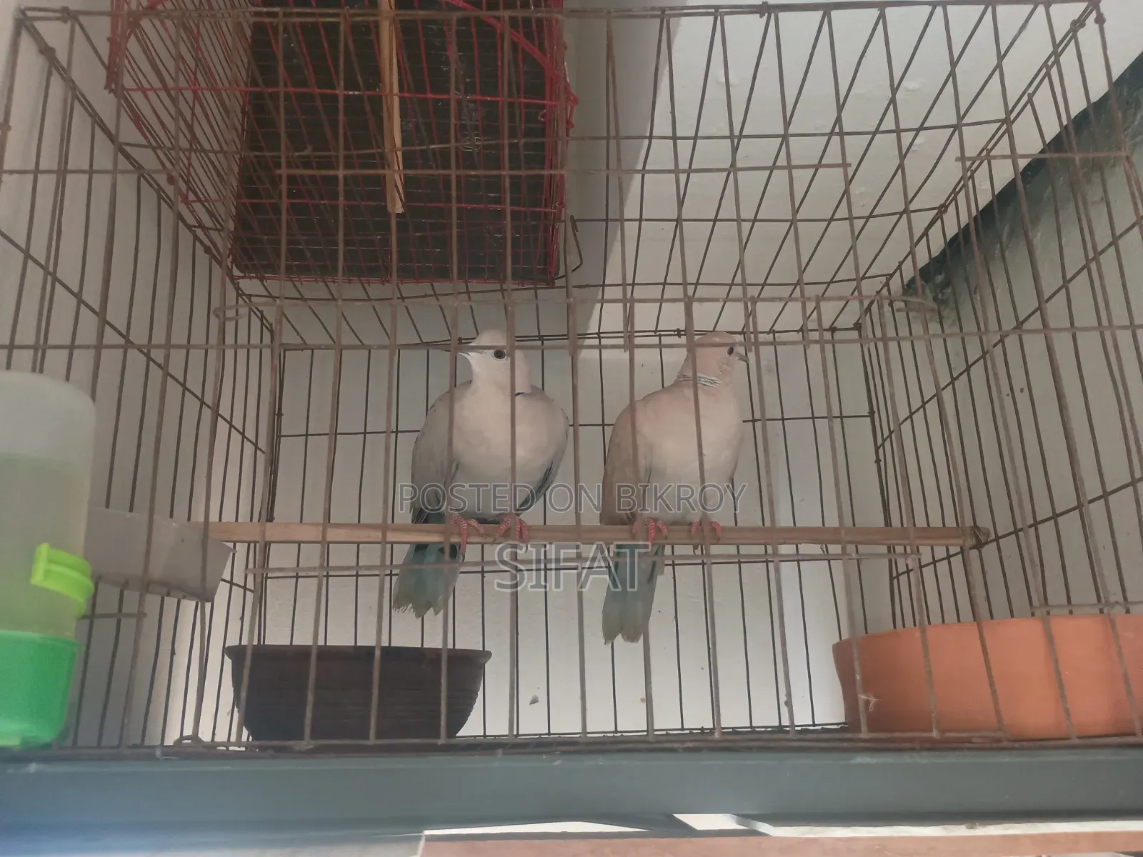 Australian Dove