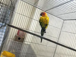 Sun Conure Female