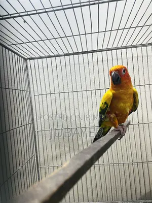 Sun Conure Female