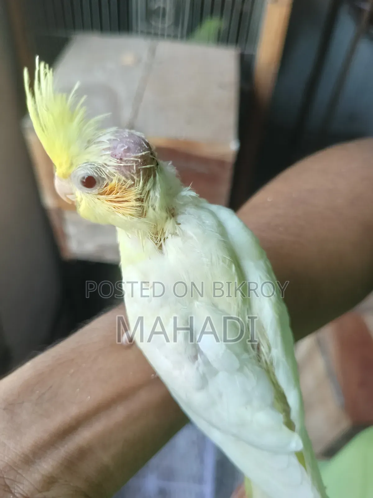 Cockatiel Baby for Sale