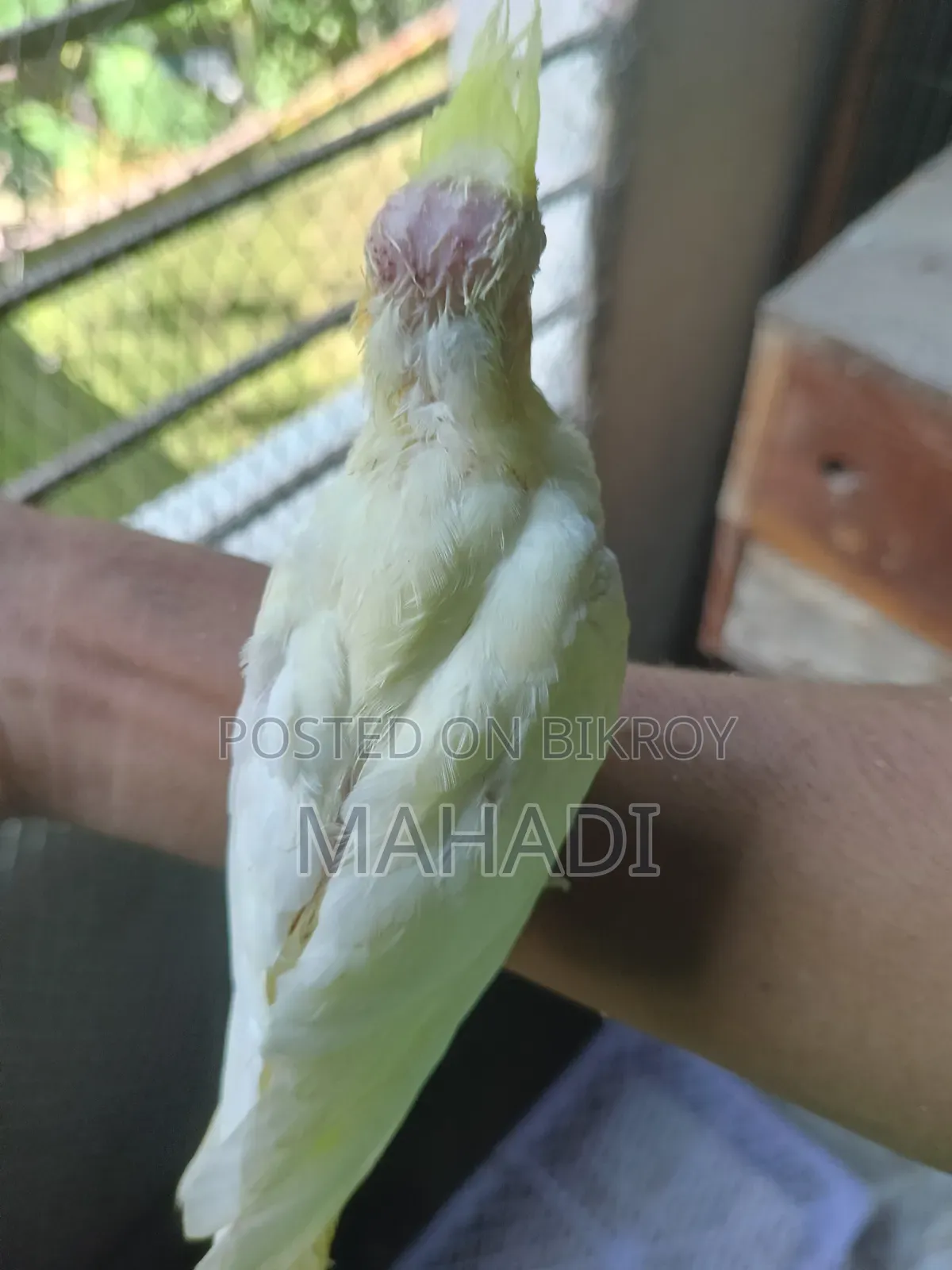Cockatiel Baby for Sale