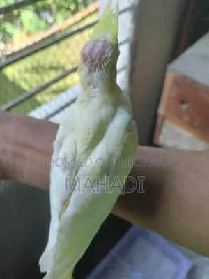 Cockatiel Baby for Sale