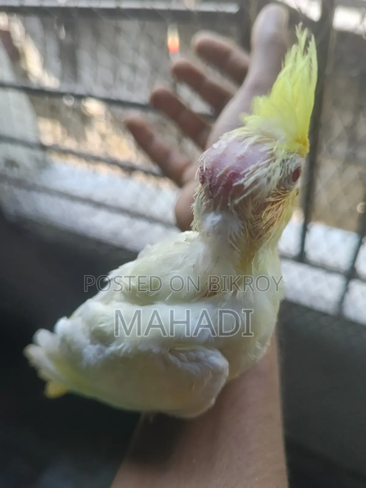 Cockatiel Baby for Sale