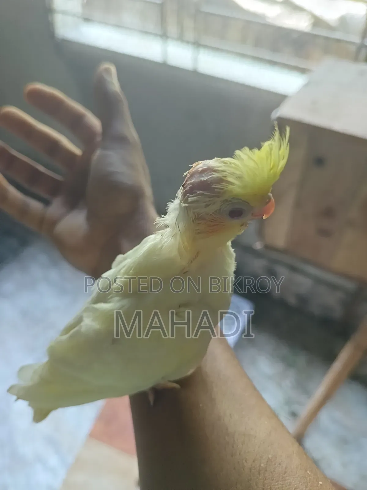 Cockatiel Baby for Sale