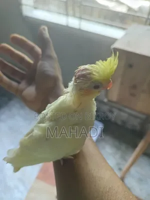 Cockatiel Baby for Sale
