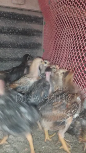 Desi Chicken Chicks for Sale