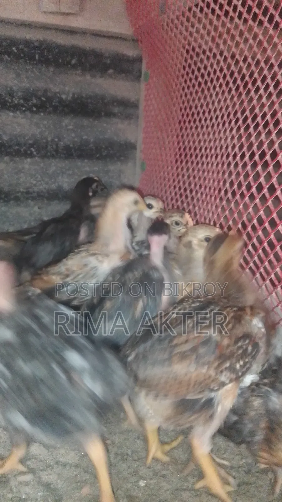 Desi Chicken Chicks for Sale