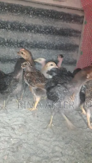 Desi Chicken Chicks for Sale