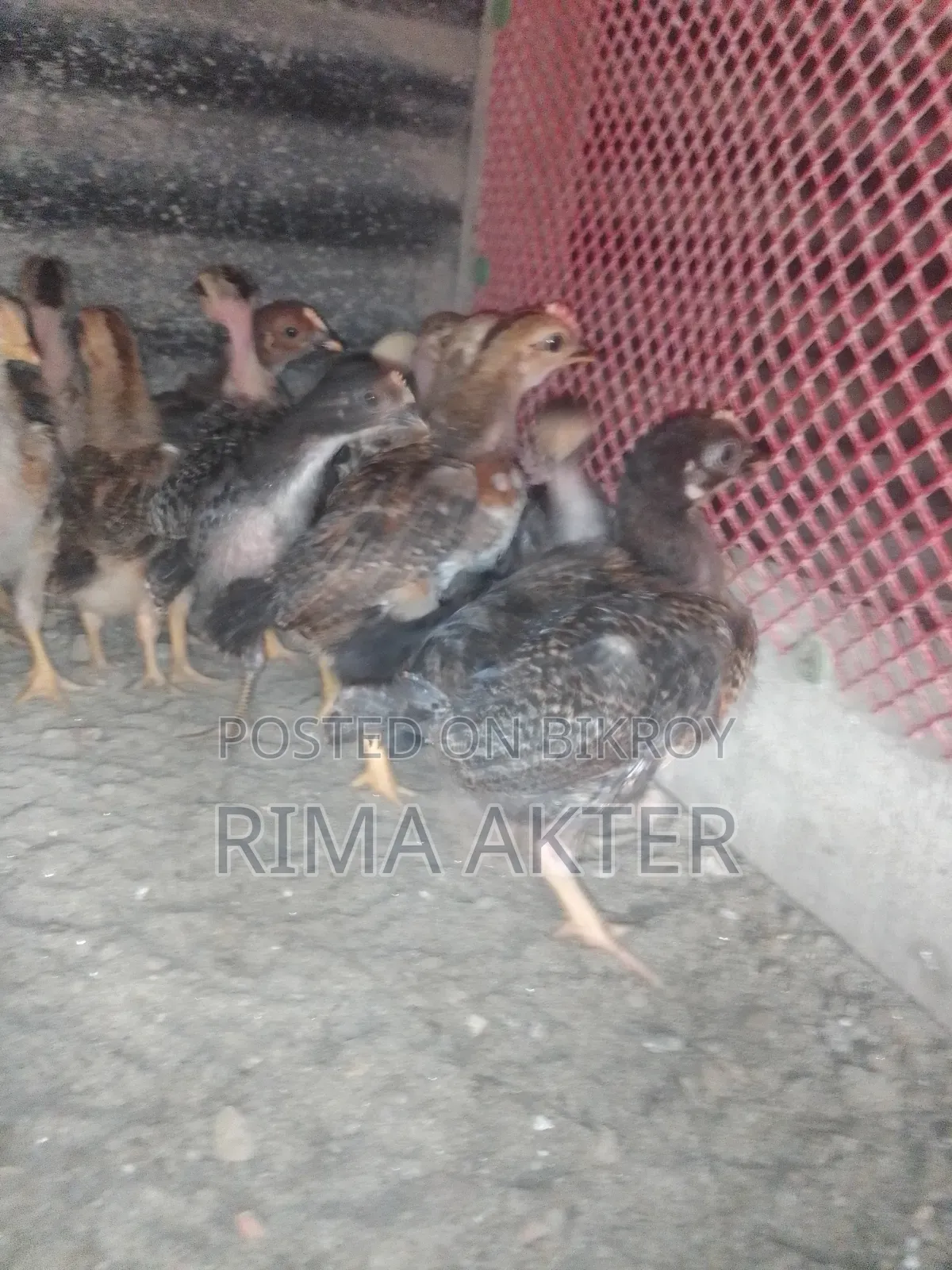 Desi Chicken Chicks for Sale