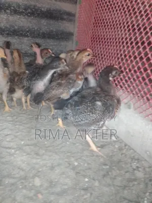Desi Chicken Chicks for Sale